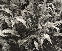 Autumn ferns on the trail, Elk Lake – Thomas Teich
