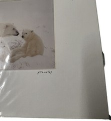JIM STAMATES COLLECTION WILDLIFE POLAR BEAR MOTHER WITH 2 CUBS PHOTO MATTED