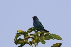 Indigo Bunting Photo, Pick One Image – Various Sizes