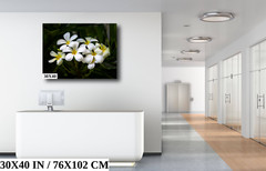 Blooms of Eternity: Hawaiian White Plumeria Flower Photography Wall Art Nature