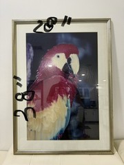 Large Framed Scarlet Macaw Parrot Photograph Wall Art 28×38 Tropical Bird Decor