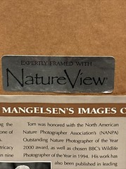 ERMINE IN TREES FRAMED BY THOMAS MANGELSEN 45 OF 950 SIGNED 1993 RARE 15 X 12