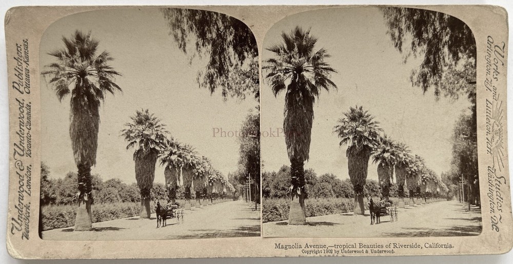 USA US Magnolias Avenue Riverside California 1902 Photo Stereo Vintage