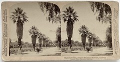 USA US Magnolias Avenue Riverside California 1902 Photo Stereo Vintage
