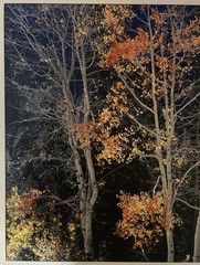 Rodney Lough Jr. «Silver Aspen» Limited Edition #83/500 French Cleat 26×22”