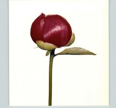 1980 Irving Penn ORIGINAL Hari-Ai-Nin Peony Bud Flower Art Photo 11″ X 14″