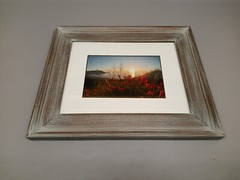 Tom Hart Flowers Beach Photograph Ocean Framed Art Decor