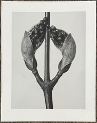 Karl Blossfeldt, Strip Maple, Photograph from Estate, Pen Art 2010