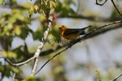 Prothonotory Warbler Photo, Pick One Image – Various Sizes