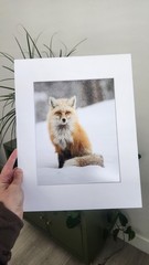 Red Fox in the Snow Original Fine Art Wildlife Photography Print by Rey Kifuri