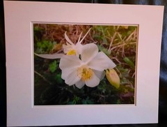 Matted Photograph: Columbine