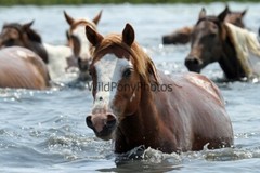 Chincoteague Pony Photo -Stallion – Ken – Pick One Image -Various Sizes
