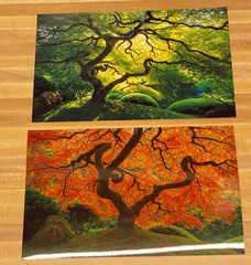 Japanese Maple Tree Small Photo Prints (Qty-2)