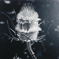2 Black & White Thistle Foam Mounted Signed D Carlton Photo Pacific NW Artist