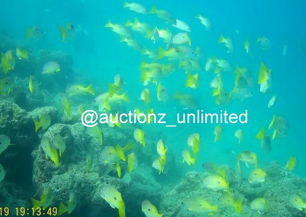 Digital Image Picture Photo Pic Andaman India underwater coral life scuba AND085