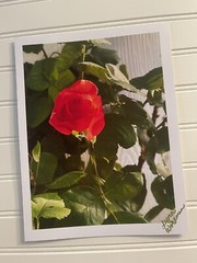 Garden Rose #8 – landscape photograph 8.5×11