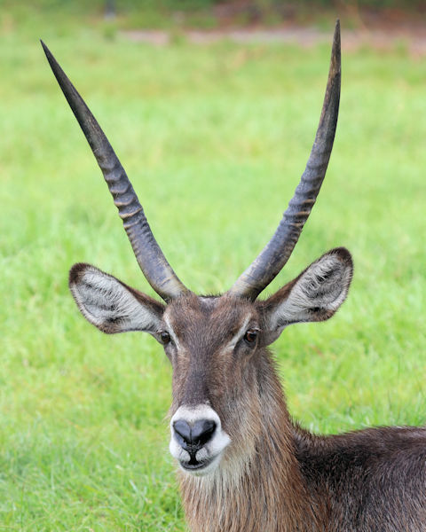 8 1/2 x 11″ HQ PRINT PHOTO of HIGH RESOLUTION CLOSE UP of a KUDU ANTELOPE HEAD