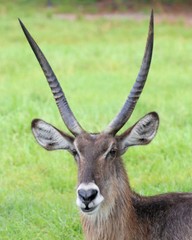 8 1/2 x 11″ HQ PRINT PHOTO of HIGH RESOLUTION CLOSE UP of a KUDU ANTELOPE HEAD