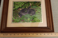 Vtg Wood Framed Agitated Rattlesnake Photograph 12.5″ X 14.5″ Total