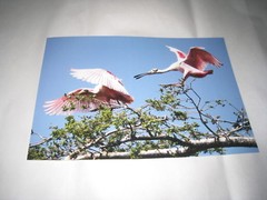 Beautiful Photograph of Two Roseate Spoon Bill, Louisiana, 8 x 12″ AGFA Digital