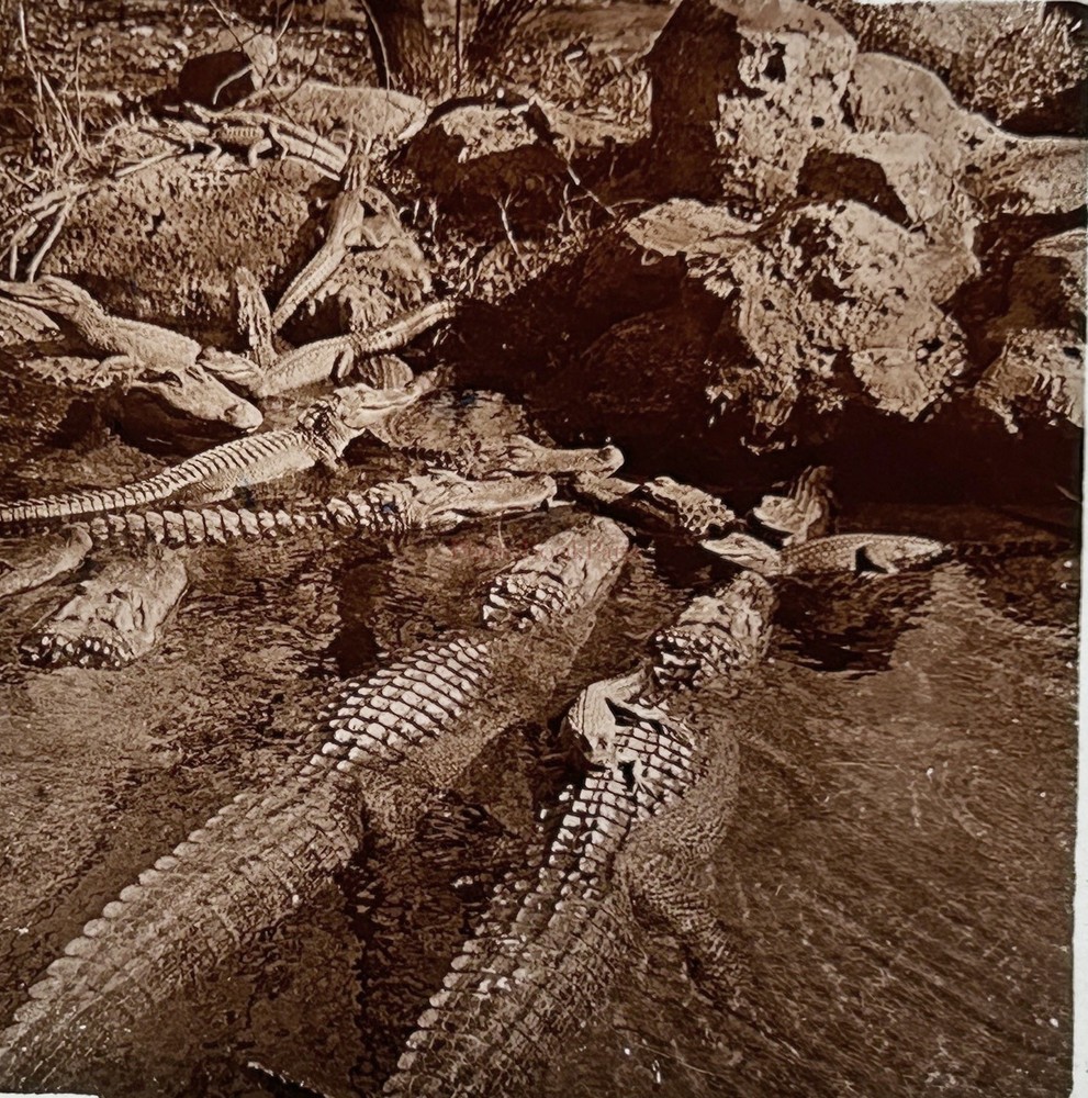 USA Crocodiles By Mississippi Alligator Photo Stereo Glass Vintage C1910