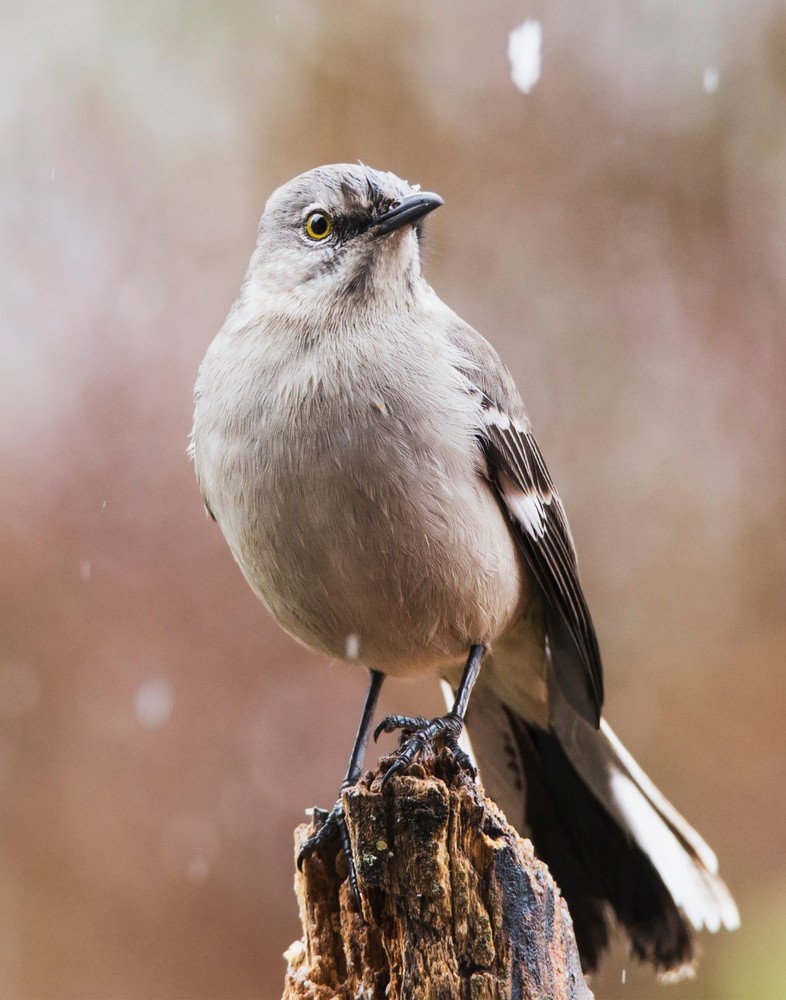 Northern Mockingbird 11×14 Photograph Print 11″x14″