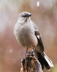 Northern Mockingbird 11×14 Photograph Print 11″x14″