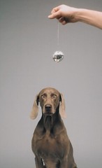 WILLIAM WEGMAN ‘Hypno’, 1988/2022 SIGNED Ltd. Ed. Color Dog Photograph 10″ x 8″