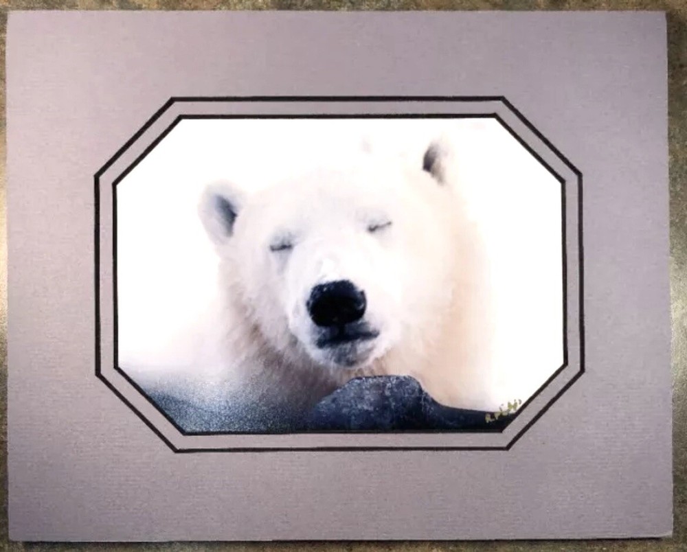 Polar Bear Photograph Matted Signed By Photographer Rosalind Philips 8 X 10”