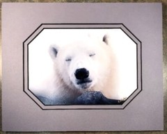 Polar Bear Photograph Matted Signed By Photographer Rosalind Philips 8 X 10”