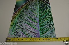 WOW 18″ x 12″ Photo Photograph Print BO BIXLER San Francisco Colorful Plant RARE