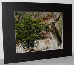 Jackrabbit Wildlife Photo 8″ x 10″ in 11″ x 14″ Matte Signed by Kim Barry