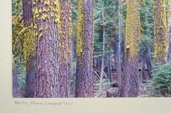 Tom Adams Photography Mormon Immigrant Trail Red Fir Trees Photo Art 11X14