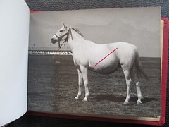 Bulgaria? 1958 15 Photos Equestrian Horse Stud Breeding Racing Jockey