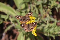 Butterflies Photo, Pick One Image – Various Sizes