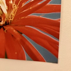 VTG Matted Butterfly On Flower Original Photo 11 X 14 Art Gallery Wall Decor