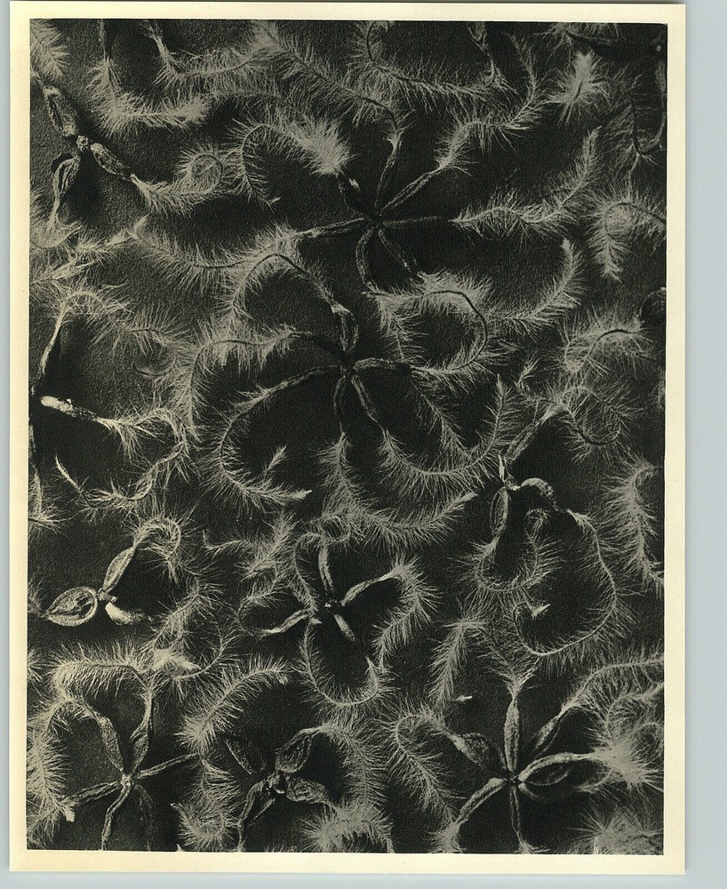 1942 Original BOTANICAL PLANT Clematis recta Flower Photo Art KARL BLOSSFELDT