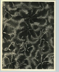 1942 Original BOTANICAL PLANT Clematis recta Flower Photo Art KARL BLOSSFELDT