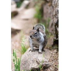 Cute Squirrel Close Up Photo Wall Print, Wildlife Nature Photography Yosemite NP