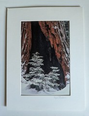 Vtg 2001 Giant Forest Sequoia National Park Photograph by Regina Thackara 16×12″