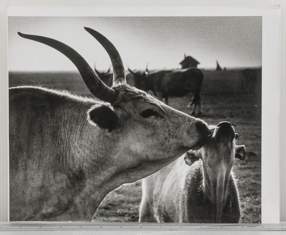 Vintage Black & White Photograph Cows Nuzzling Hungarian Rural Farm Life