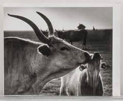 Vintage Black & White Photograph Cows Nuzzling Hungarian Rural Farm Life