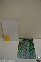 WOW 18″ x 12″ Photo Photograph Print BO BIXLER San Francisco Colorful Plant RARE
