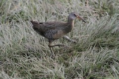 Clapper Rail Photo- Pick one Image – Various Sizes