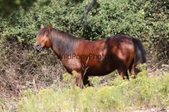 Chincoteague Pony Photo -Stallion – Hoppy – Pick One Image -Various Sizes