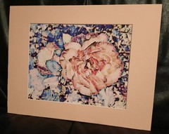 Matted Photograph: Rose Whispers