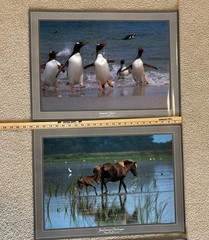 Lot Of 3 Kjell B Sandved Photograph Posters Bald Eagle Wild Horses Penguins