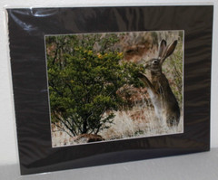 Jackrabbit Wildlife Photo 8″ x 10″ in 11″ x 14″ Matte Signed by Kim Barry