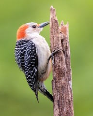 Female Red-Bellied Woodpecker Bird 8×10 8″x10″ Photograph Print