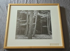 Brett Weston – Elm/Beech Forrest, Netherlands 1971 – Signed, Silver Photograph